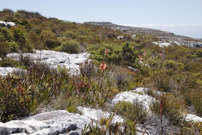 Watsonia tabularis, photographed by Tony Rebelo