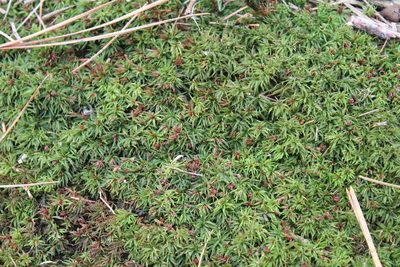Atrichum angustatum, photographed by Violet T.