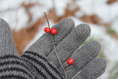 Ilex verticillata, photographed by Violet T.
