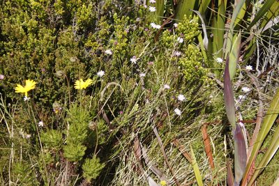 Zyrphelis taxifolia, photographed by Tony Rebelo