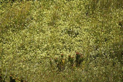 Cliffortia odorata, photographed by Tony Rebelo