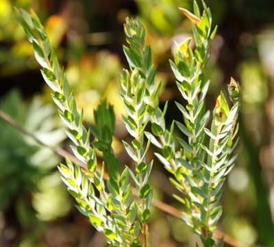Gnidia oppositifolia, photographed by Tony Rebelo