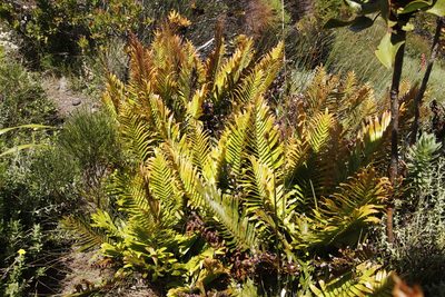 Lomariocycas tabularis, photographed by Tony Rebelo