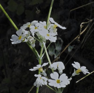 Primula malacoides, photographed by Hugo Hulsberg