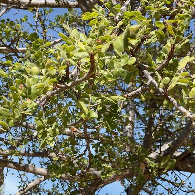 Cyrtocarpa edulis, photographed by Bill Levine