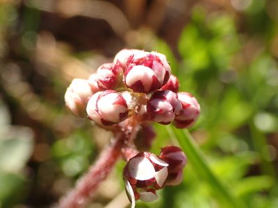 Micranthes nelsoniana, photographed by Matt Bowser