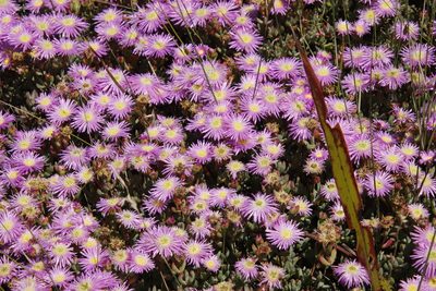 Lampranthus falciformis, photographed by Tony Rebelo