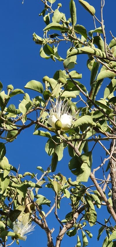 Capparis canescens, photographed by Bethlea Bell