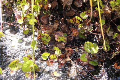Centella eriantha, photographed by Tony Rebelo
