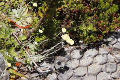 Helichrysum grandiflorum, photographed by Tony Rebelo