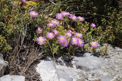 Lampranthus falciformis, photographed by Tony Rebelo