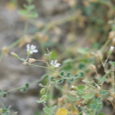 Drymaria debilis, photographed by Bill Levine