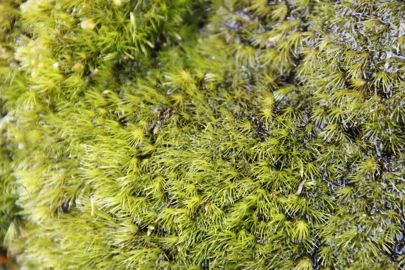 Campylopus bartramiaceus, photographed by Tony Rebelo