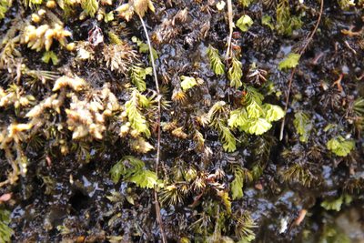 Hymenophyllum capense, photographed by Tony Rebelo