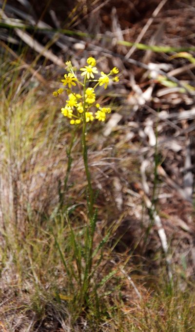 Senecio crispus, photographed by Tony Rebelo