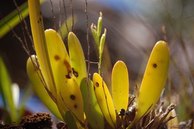 Stelis emarginata, photographed by Neptalí Ramírez Marcial
