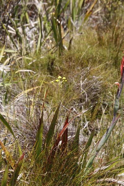 Senecio lyratus, photographed by Tony Rebelo