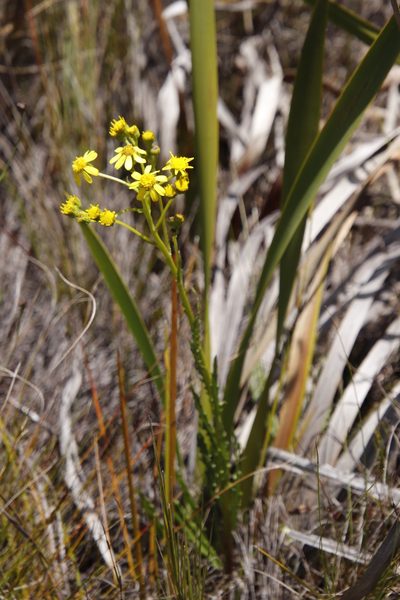 Senecio lyratus, photographed by Tony Rebelo