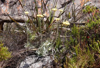 Helichrysum grandiflorum, photographed by Tony Rebelo