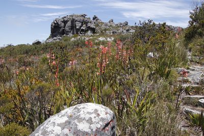 Watsonia tabularis, photographed by Tony Rebelo