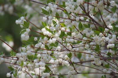 Enkianthus perulatus, photographed by harum.koh