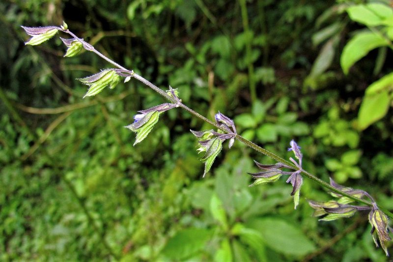 Salvia personata, photographed by Hugo Hulsberg