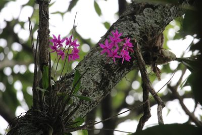 Barkeria skinneri, photographed by Ricard Busquets Reverte