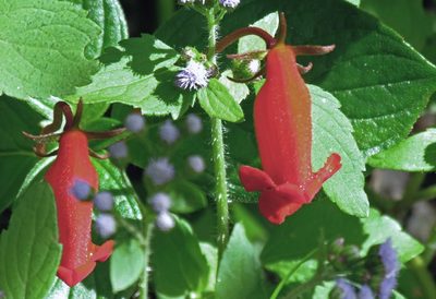 Seemannia nematanthodes, photographed by Hugo Hulsberg
