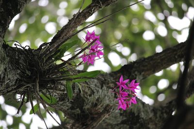 Barkeria skinneri, photographed by Ricard Busquets Reverte