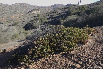 Arctostaphylos catalinae, photographed by Isaac Krone