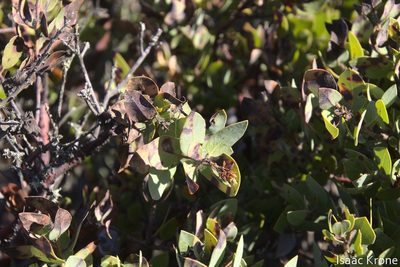 Arctostaphylos catalinae, photographed by Isaac Krone