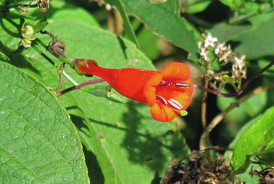 Manettia cordifolia, photographed by Hugo Hulsberg