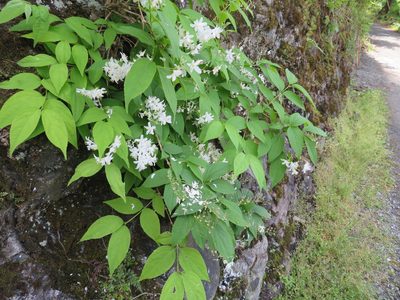 Deutzia gracilis, photographed by Marco Mussita