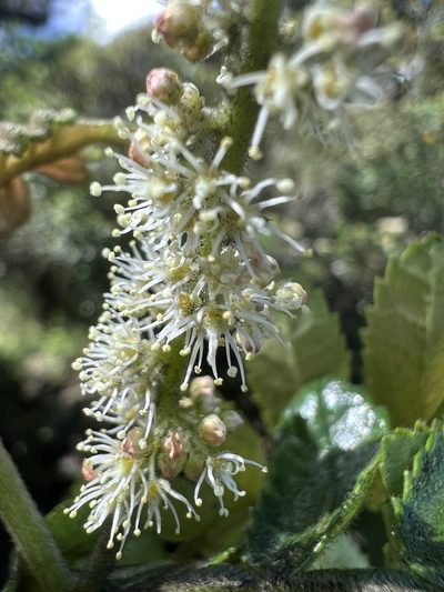 Weinmannia pubescens, photographed by Nicolás Baresch Uribe