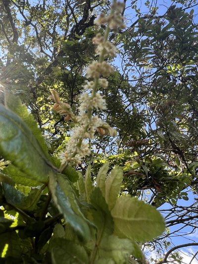 Weinmannia pubescens, photographed by Nicolás Baresch Uribe