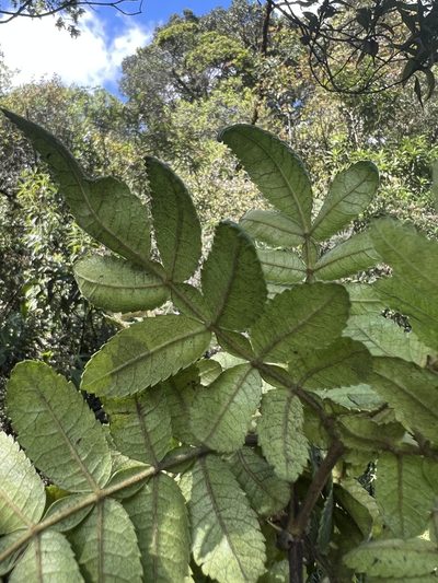 Weinmannia pubescens, photographed by Nicolás Baresch Uribe