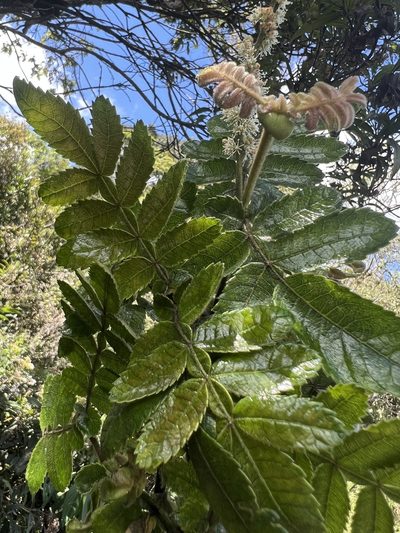 Weinmannia pubescens, photographed by Nicolás Baresch Uribe