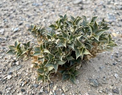 Stillingia spinulosa
