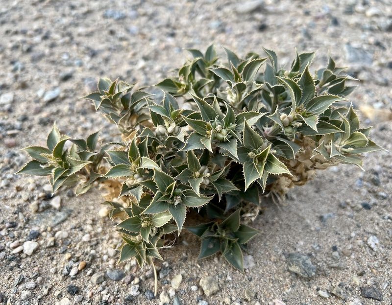 Stillingia spinulosa, photographed by nmoorhatch