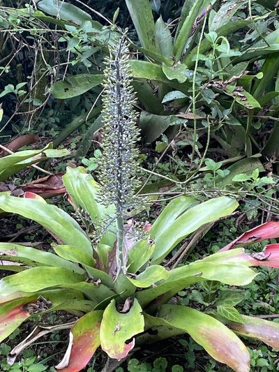 Aechmea mexicana, photographed by tlaloc27