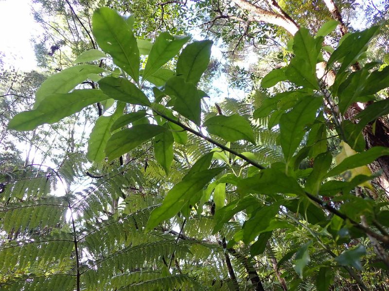 Melicytus macrophyllus, photographed by Saryu Mae 前 朝琉