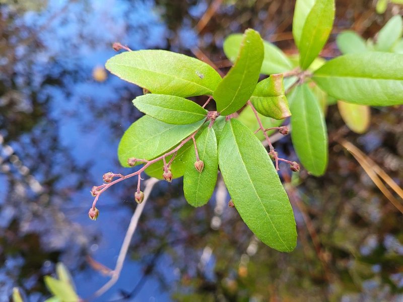 Pieris phillyreifolia, photographed by Leila Dasher