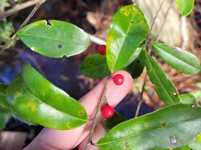 Ilex cassine, photographed by Leila Dasher
