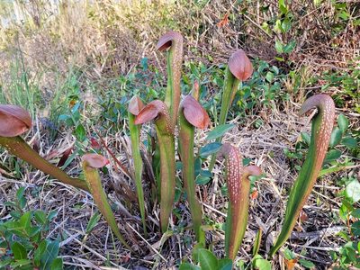 Sarracenia minor, photographed by Leila Dasher