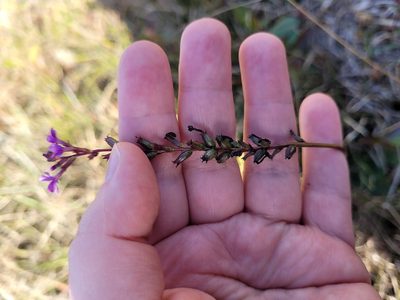 Buchnera floridana, photographed by Leila Dasher
