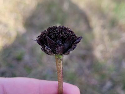 Helianthus radula, photographed by Leila Dasher