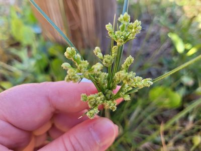 Cyperus surinamensis, photographed by Leila Dasher