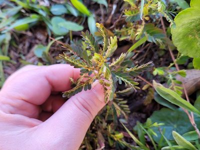 Phyllanthus urinaria, photographed by Leila Dasher