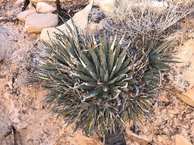 Agave utahensis, photographed by Noel