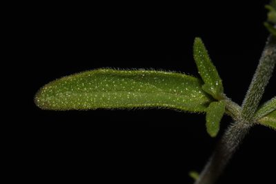 Hedeoma drummondii, photographed by Brian Finzel